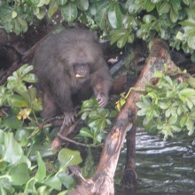 Monkey_10