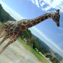 Giraffe