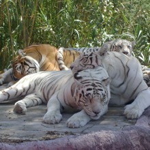 JUN2010