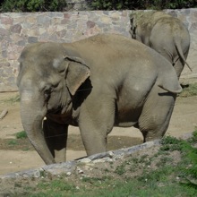Elephants