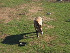 img_2889.jpg