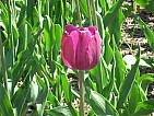 img_0203.jpg