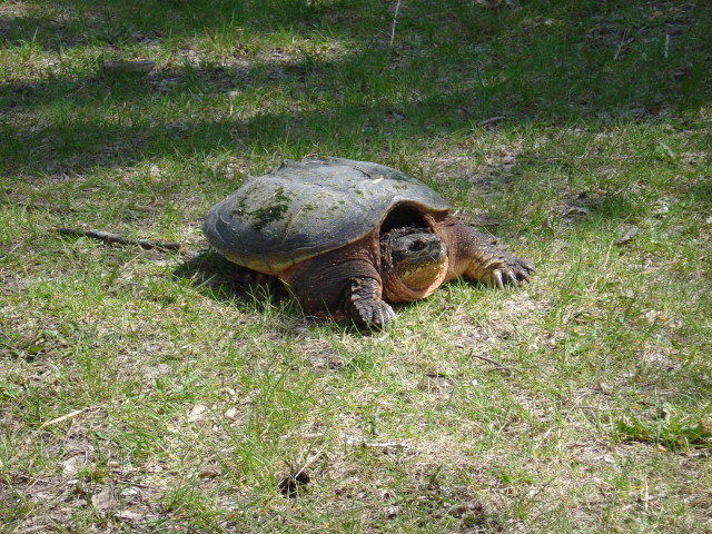 dsc01246.jpg